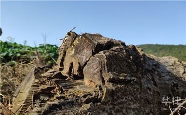 土地使用權(quán)會計處理的最新準則，土地使用權(quán)會計處理最新準則 行業(yè)新聞 第4張