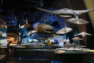 國(guó)家博物館加固對(duì)游客的影響，博加固，游客參觀之變 行業(yè)新聞 第2張